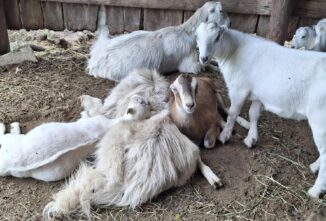 A Meaty Comparison: Dairy Goats vs Meat Crosses